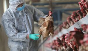 bird flu - Rapid News GH